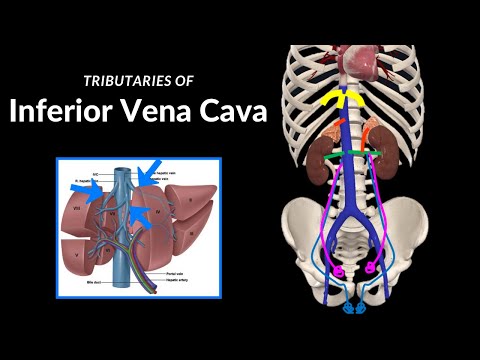 Inferior Vena Cava (Topography, Visceral and Parietal Tributaries) - Anatomy