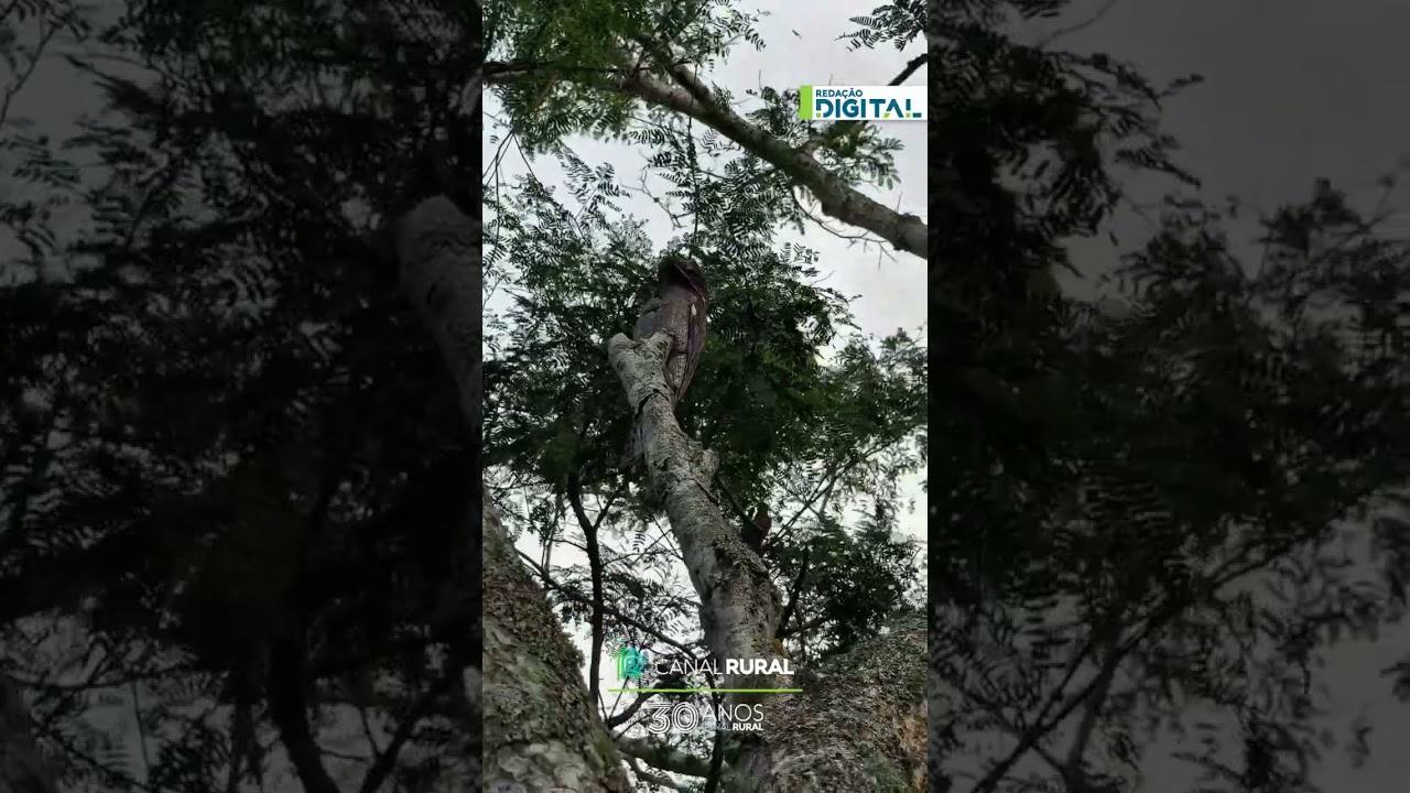 Urutau, conhecido como "mãe-da-lua", é flagrado em Búzios (RJ)