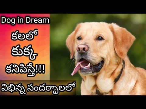 If you see a dog in a dream || Kalalo Kukka Kanipiste || Dog in Dream Analysis & Meaning || Dream...