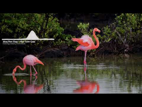 Muaj Peev Xwm - Hiav Txwv Quas