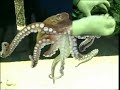 Chobotnice vs. zavarovacka (Tearon) - Známka: 3, váha: malá