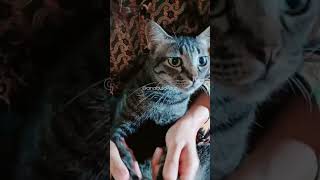 Download lagu jumbo tabby #jumbo #tabbycat #shorts #trending #catgames #challenge #kucingjoget #cat #kucing #pets mp3