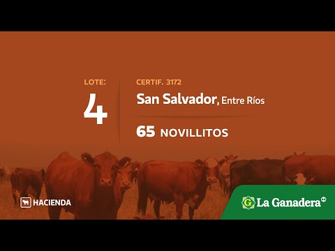 Lote Novillitos en San Salvador
