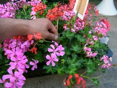 園芸 アイビーゼラニウムに関するよくある質問