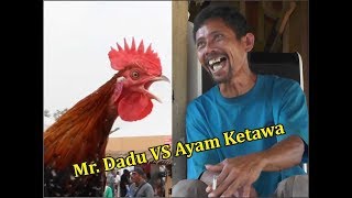 Download lagu Mr  Dadu Vs Ayam Ketawa mp3