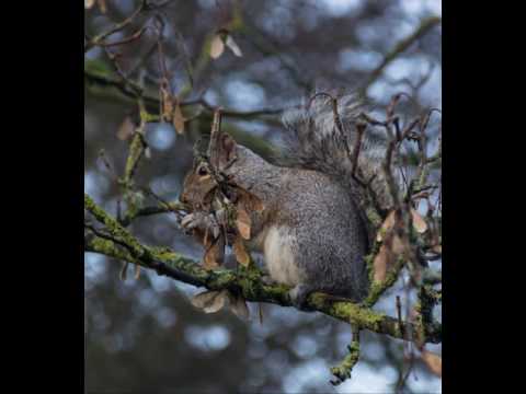 Kilkenny Christmas 2016 photo gallery