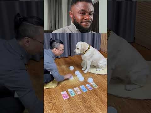 Money challenge with a Dog! the result is shocking 😳