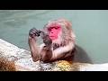 The Funniest And Most Dramatic Monkey Video You Never Expected