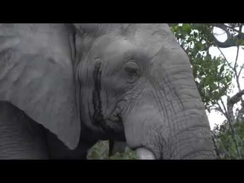 March 16, 2017- Large Elephant Bull needs to stand in the corner on a time out.