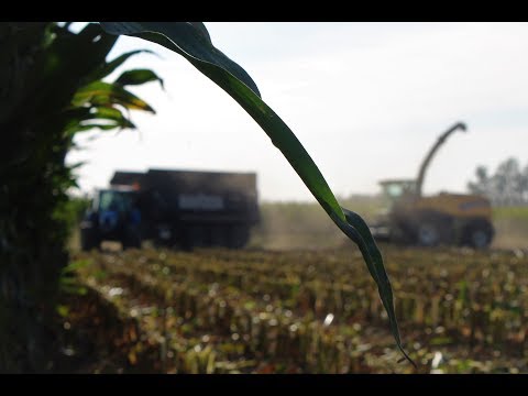 Trinciato mais 2017 / New Holland fr 850