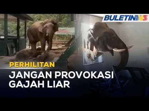 PERHILITAN | Pagar Elektrik Rosak Dipercayai Punca Gajah Masuk Kem Sri Banding