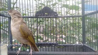 Download lagu merbah belukar tembakan jos mantap buat masteran mp3