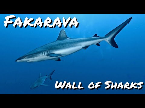 Fakarava | Wall of Sharks | French Polynesia