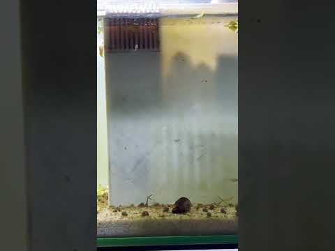 Celestial Pearl Danio Babies pt. 4 - 6 weeks Growth!