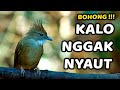 SUARA BURUNG KAPAS TEMBAK GACOR DOR NGEPLONG TEMBAKAN RAPAT