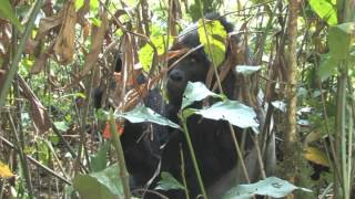 preview picture of video 'Gorilla Trekking im Bwindi Nationalpark'