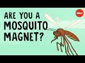 Why Mosquitoes Bite Some People More Than Others Maria Elena De Obaldia
