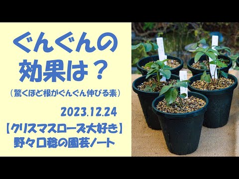 園芸 ニュージーランドのクリスマスツリー、ポフツカワ