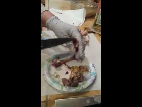 download lagu mp3 mp4 Chicken Bone Marrow, download lagu Chicken Bone Marrow gratis, unduh video klip Chicken Bone Marrow