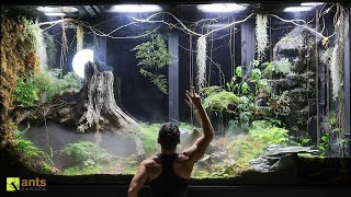 2 Month Evolution of My Giant Rainforest Vivarium