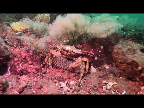 Excotic Scuba Diving in Denmark - coldwater scuba diving is AMAZING.