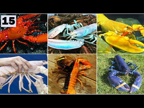 Top 15 Most RARE LOBSTERS In The World - Blue Lobster