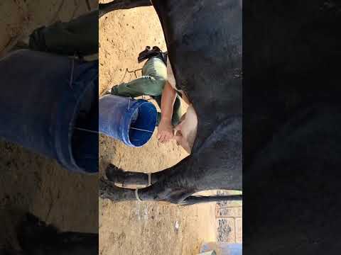 Disponibles en Sonsonate santo domingo de Guzmán WhatsApp 60632341