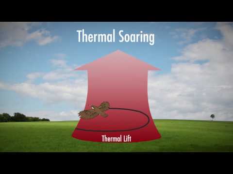 Bird’s Secret To Soaring Super High