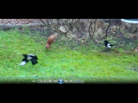 Hamburger Eichhörnchen (Columbus) nimmt es mit zwei Elstern auf