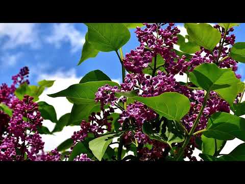 Puiu Chibici - Samariteanul