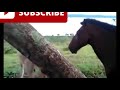 Donkey With Horse Meeting Dog Meeting