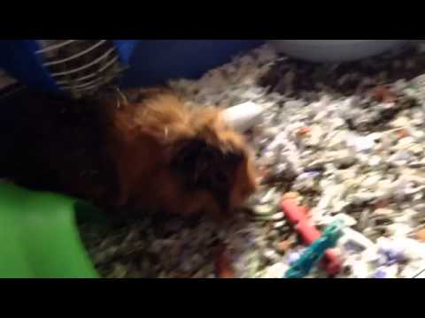 comment prendre soin d'un cochon d'inde
