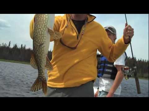 Catching Big Monster Fish in Northern Canada: My Office Today