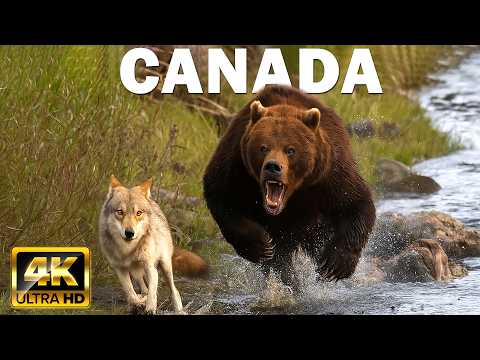 CANADA SAUVAGE | À la Rencontre des Géants de la Nature | DOCUMENTAIRE ANIMALIER