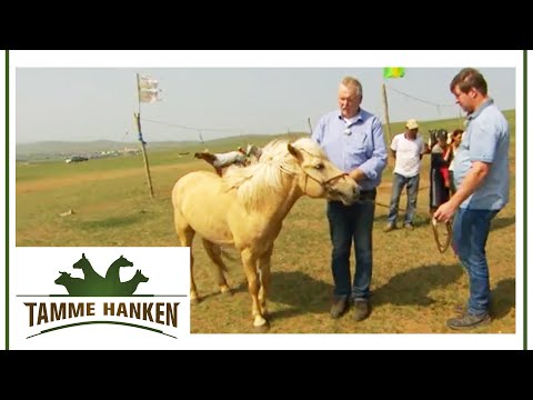 Tamme takes away Pony's fear: Can he treat it now? | Tamme Hanken | Kabel Eins