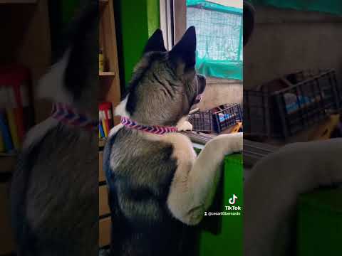 KAZUMI COSAS QUE PASAN EN EL BARRIO FINO #akita #doglover #perros #reels #chile #humor #shorts #fypシ