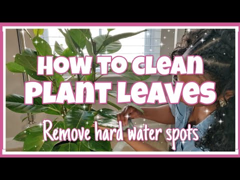 How to Clean Houseplant🌿 Leaves, Removing Hard Water Spots💦, DIY Plant Cleaner|| Kreatyve Laydiiee