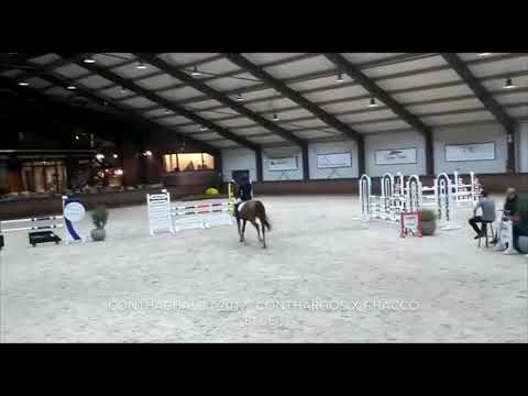 Conthachalu(2012, Conthargos x Chacco Blue) | 1.15m | Peelbergen 09/Nov/18