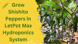 Grow Shishito Peppers in LetPot Max Hydroponics System, LPH-Max