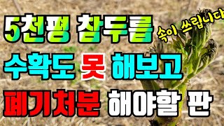 참두릅 수확을 앞두고 냉해피해 심각합니다 올해 두릅수확 포기해야할듯해요 속상합니다