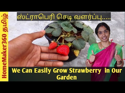 How to Grow strawberry in Tamil| Complete Guide on Growing Strawberry
