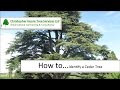 How to identify a Cedar Tree How to identify a Cedar Tree