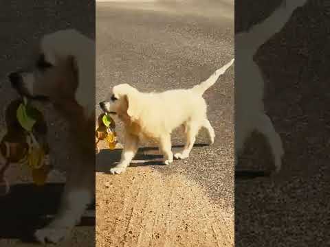 Golden Retriever puppy for sale