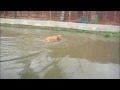 Cute Adorable Golden Retriever Water Dog