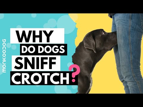 YouTube video about: Why do dogs sniff the air?