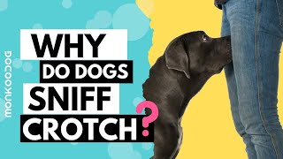 Why do Dogs Sniff your Private Parts or your Crotch? Discover the reason WHY? || Monkoodog