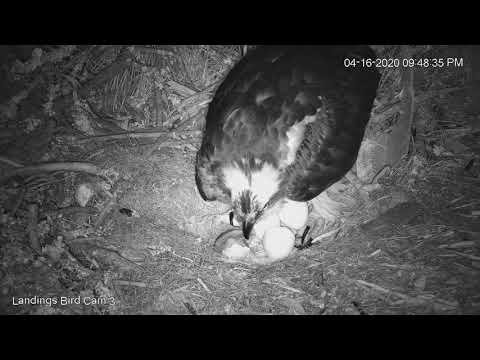 Osprey Chick Hatches Overnight! | Savannah Osprey Cam – April 16, 2020