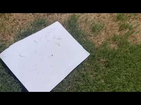 Detect and Manage Bermuda Mites in Your Lawn (Green Top Lawn Care)