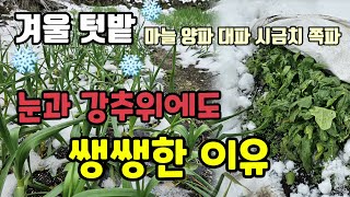 겨울텃밭 마늘 양파 시금치 등이 눈과 강추위에도 쌩쌩한 이유 #텃밭농사