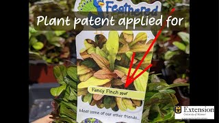 Patented plants... what does that mean to me?